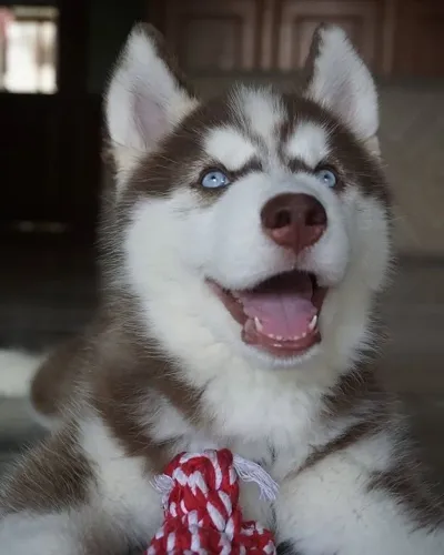 Husky Siberiano