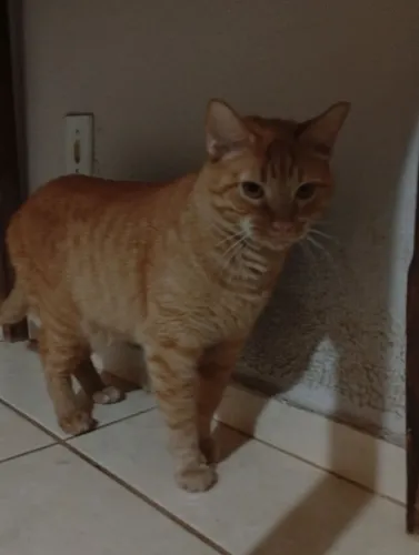 Estou doando esses gatos lindos.