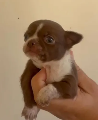 Chihuahua puro
