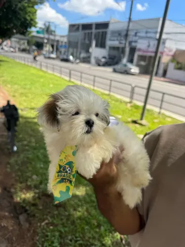 Filhote macho de shih-tzu micro