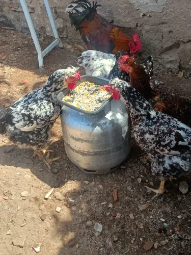 Pintinhos galinha sertaneja balão leia o anúncio.