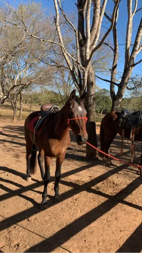 Vende-se cavalo 