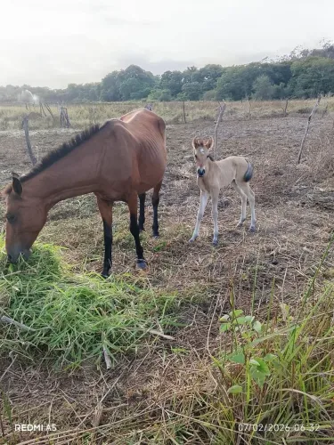 Égua parida de macho