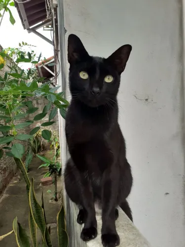 Doação de gato