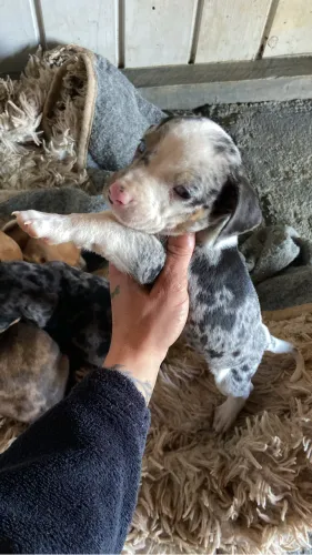 Filhotes arlequim dachshund