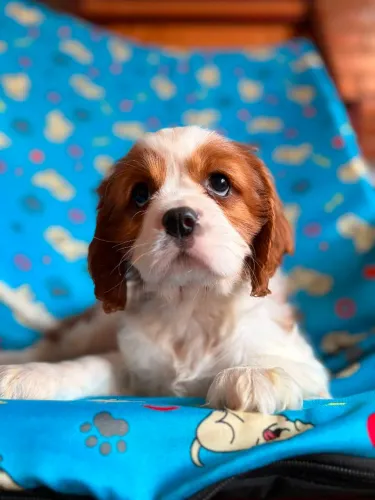 Filhote de Cavalier King Charles Spaniel Cor Blenheim  Macho