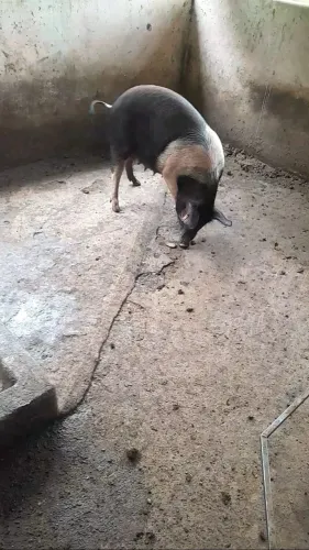 Porcas e Cachaços