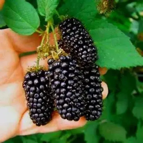 Amoreira amora gigante italiana - doce - de estaca enraizada (vendo mudas)