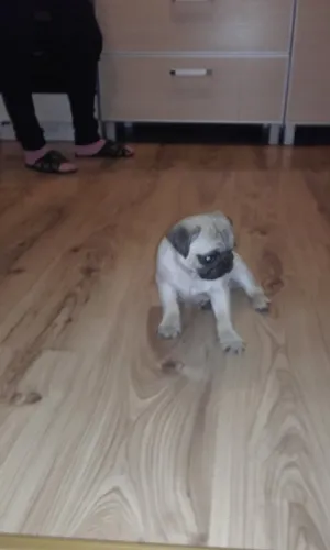 Filhotes de Pug | Seu melhor amigo pode estar aqui.