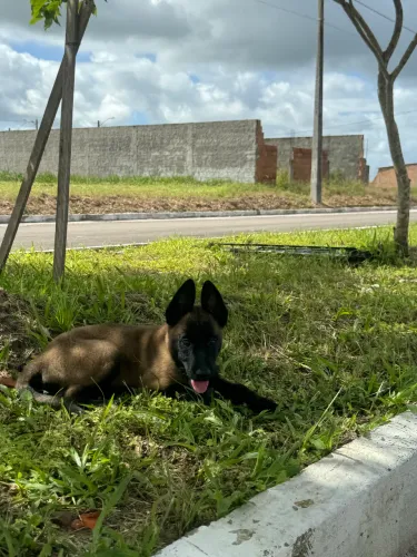Pastor Belga Malinois