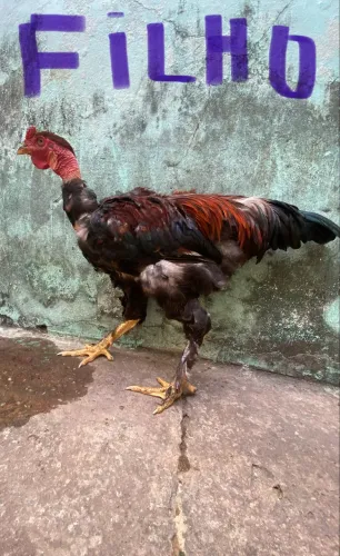 Frango mestiço de Brahma com caipira