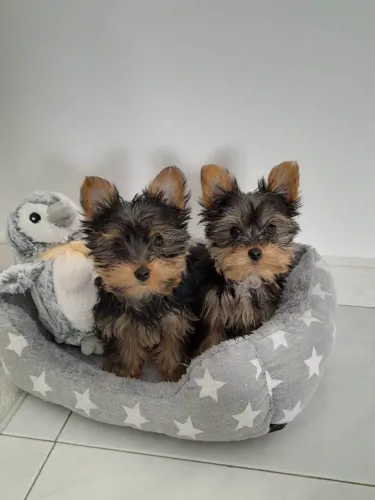 Filhote Yorkshire terrier, Nada como um amigo peludo para te fazer sorrir todos os dias!