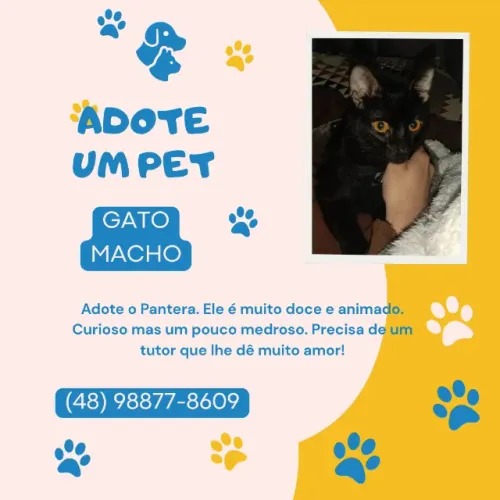 Gato macho