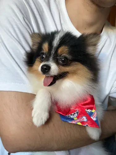 Filhote de Spitz Alemão Macho - 4 meses