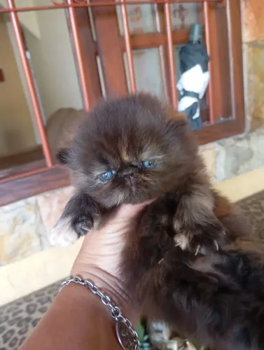 Gato persa legitimo