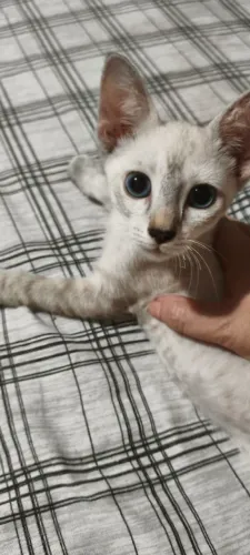 Gatinho para doação