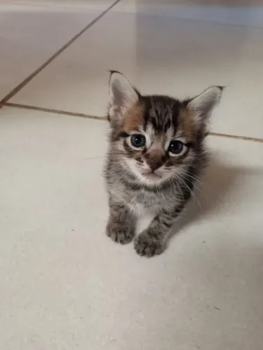 Filhote de gato para adoção