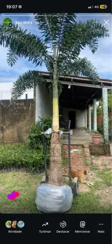 Palmeira grande