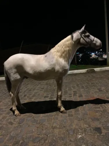Potro mangalarga marchador
