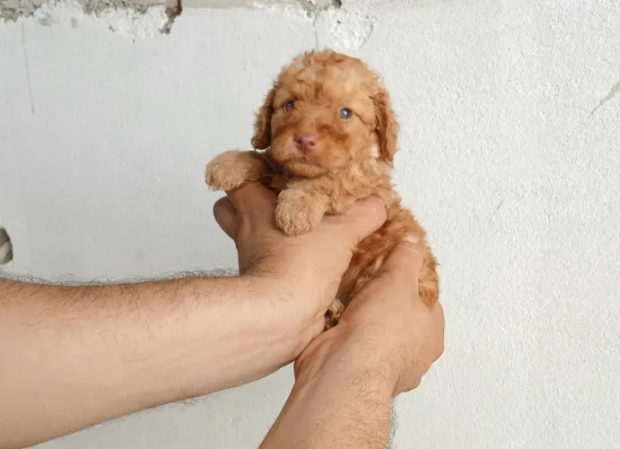 Poodle N1 FOFOS FOFOS FOFOS!