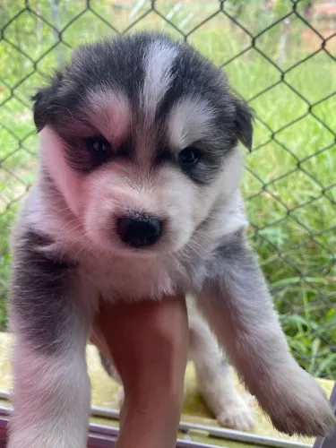 Filhotes de Husky siberiano 