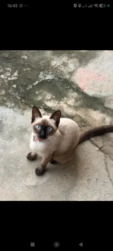 Gata pra adoção 