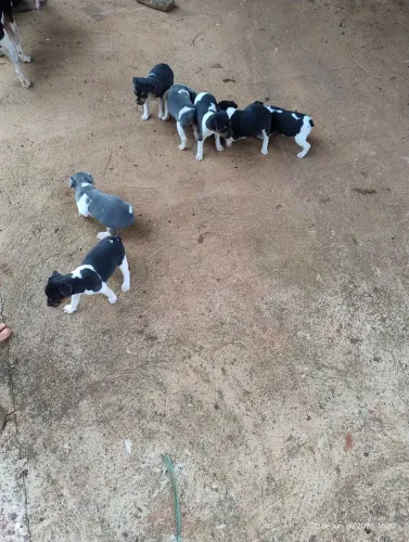 Filhotes Fox Paulistinha