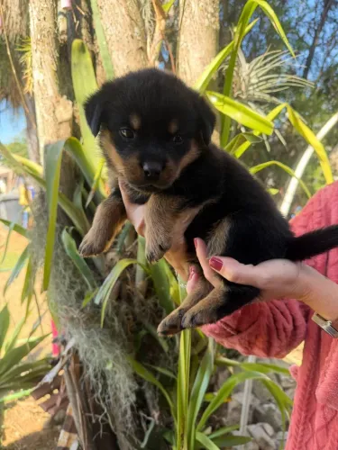 Rottweiler cabeça de touro