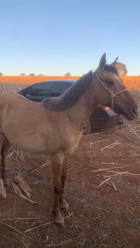 Potra a Venda !