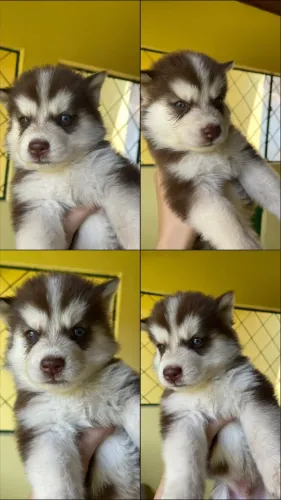 Husky siberiano