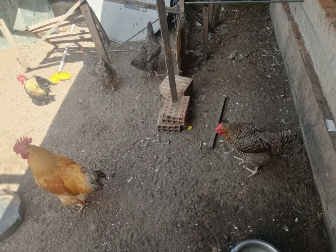 Galinha caipira vivas ou tratadas 