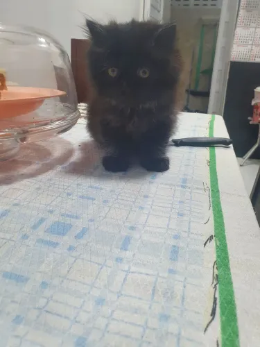 Vendo gatinho Persa