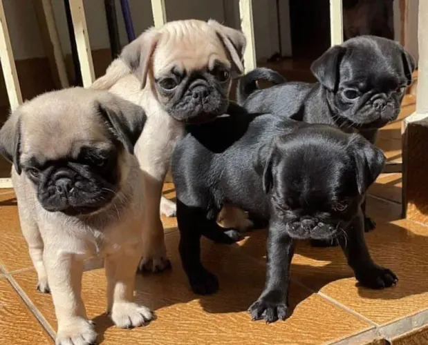 Pug anaozinho