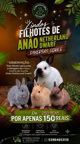 Coelho anão Netherland dwarf