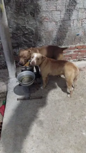 Doação de um casal de Pitbull