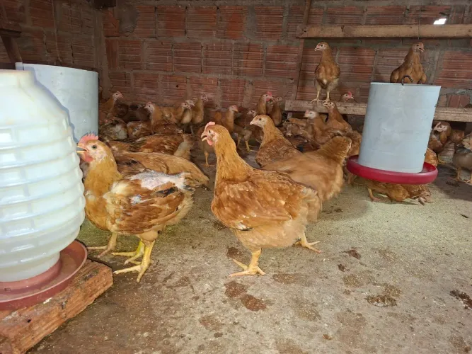Vendo Franguinhos e Franguinhas