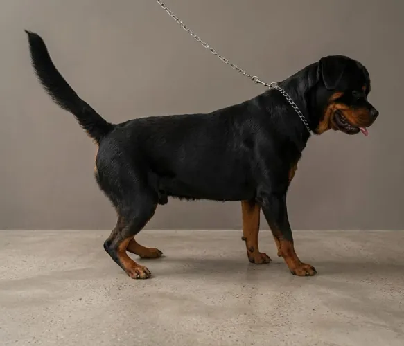 Rottweiler Jovem Fêmea com Excelente Pedigree 