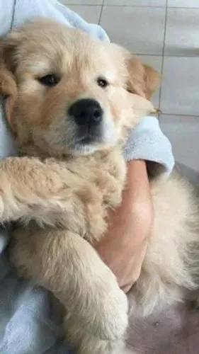 Doação de cachorro