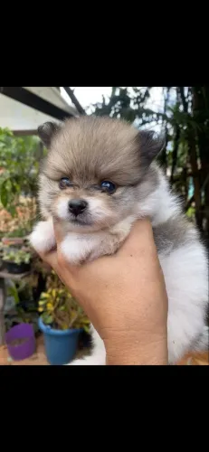 Spitz alemão fêmea ursinho