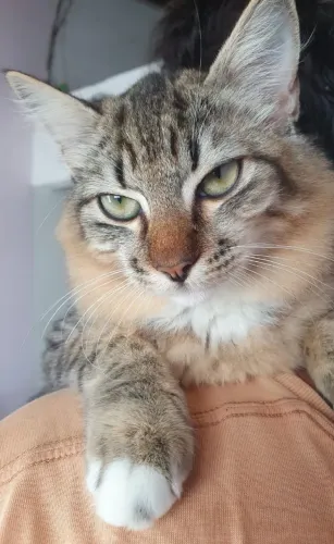 Gato Macho e Gata Fêmea Pará Adoção