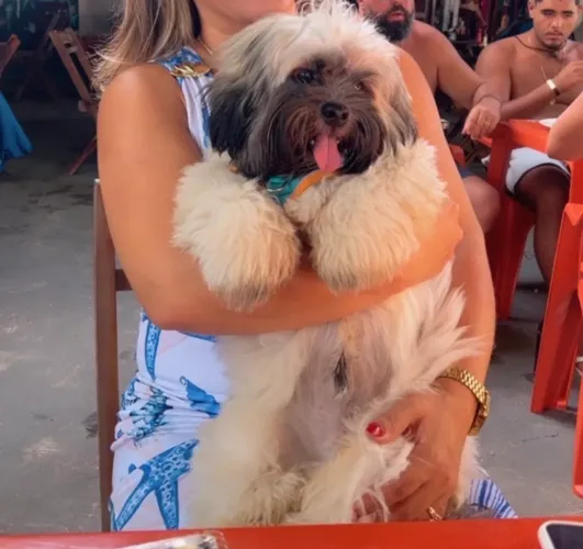 Lhasa apso a procura de uma namorada