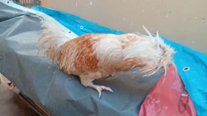 Galo polonês