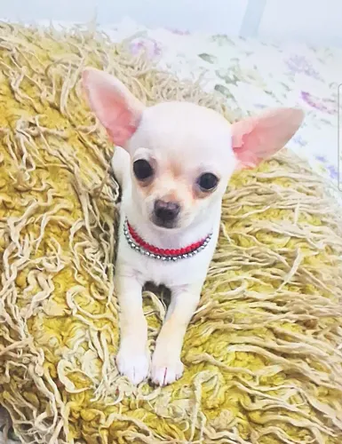 Chihuahua fêmea micro
