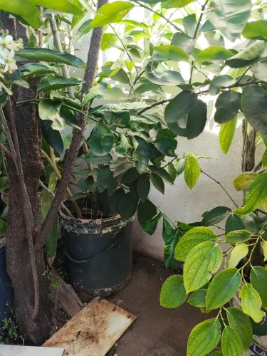 Pé de limão Taiti 