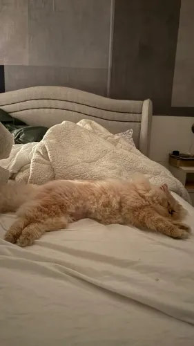 Gato persa