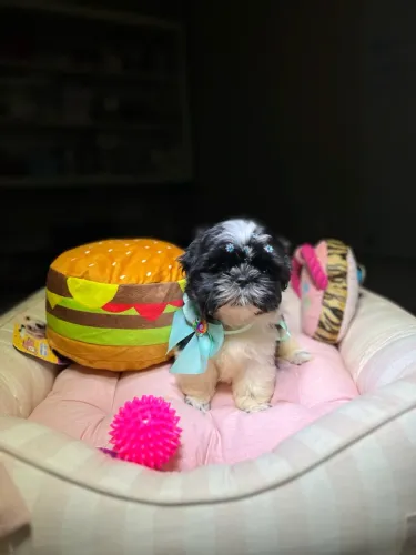 SHIHTZU FÊMEA