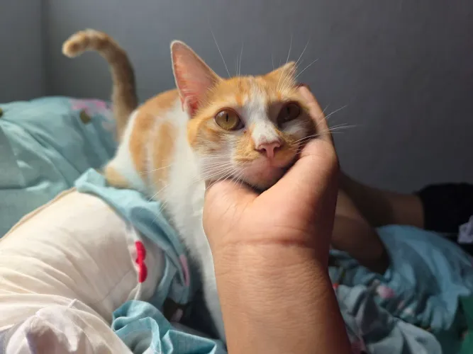 Doação de Gatinhas