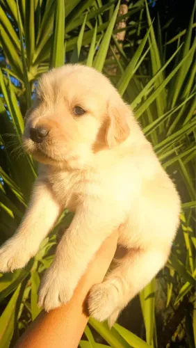 Golden retriever vermifugado e vacinados machos disponível