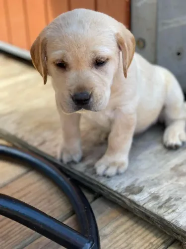 Labrador companheiro