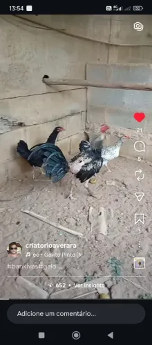 Galo de raca bankivas banquivas 